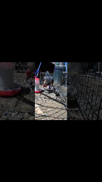 Baby chicks hop in and out between bars. The secret lives of chicks