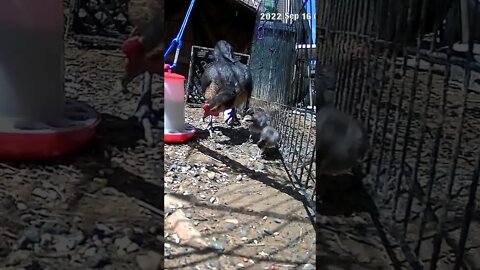 Baby chicks hop in and out between bars. The secret lives of chicks
