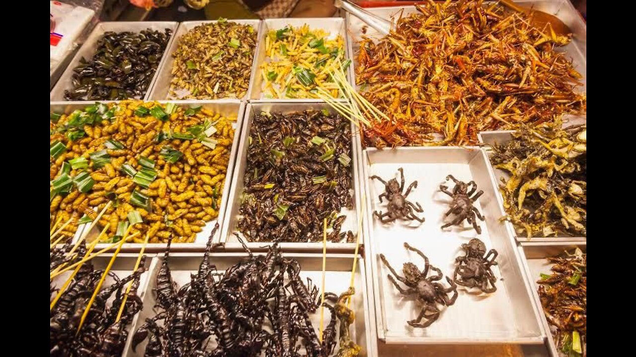 Nicole Kidmans Gourmet Insect 🐞 Tea Party