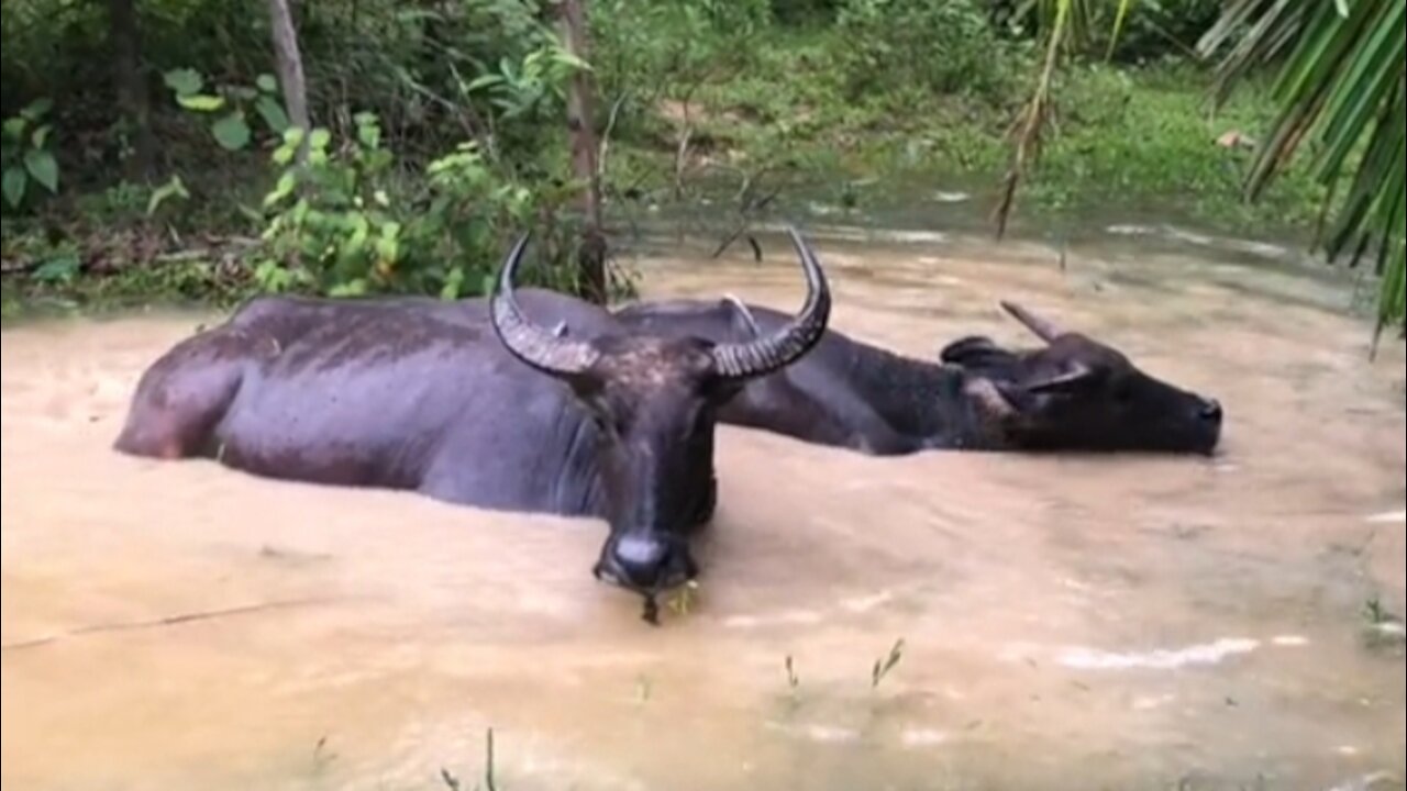 A pair of Buffalo Bathing