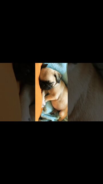 daisy POPPY *hits the woof🍉 #shorts