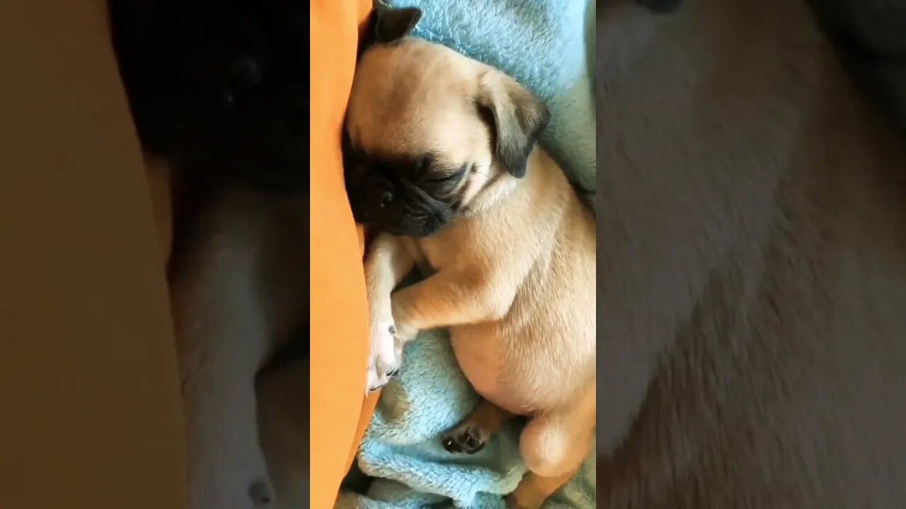 daisy POPPY *hits the woof🍉 #shorts