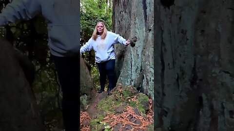 EUREKA CALIFORNIA REDWOODS and SEQUOIA Trees at SEQUOIA PARK