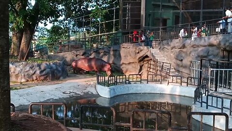 Two Hippos in captivity 🤫