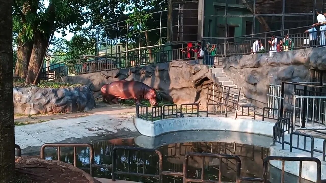 Two Hippos in captivity 🤫