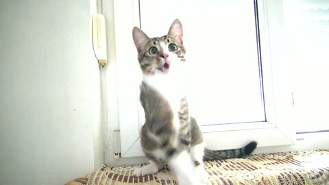 Kitten Falls Down while Playing