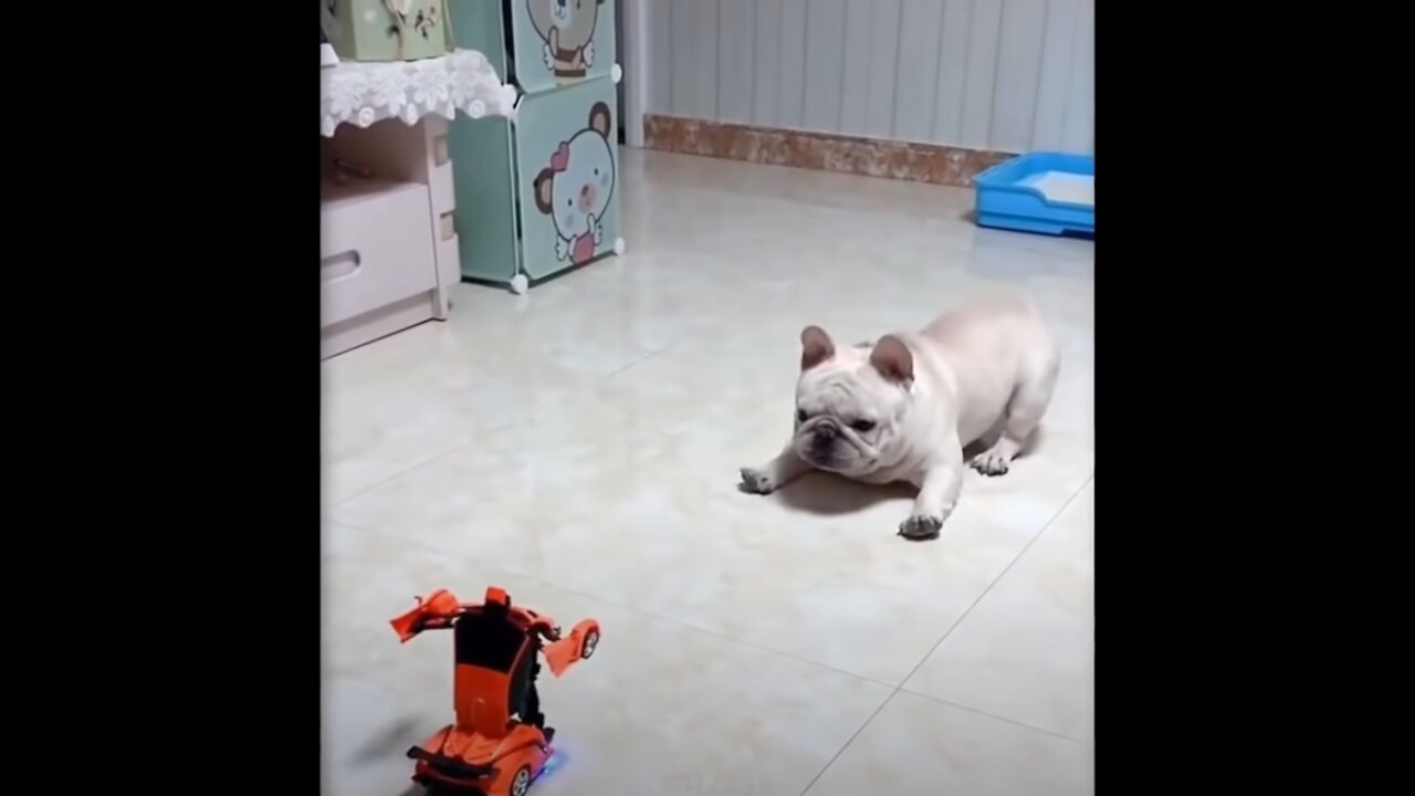 Cute And Funny Pets - Try Not To Laugh Impossible!