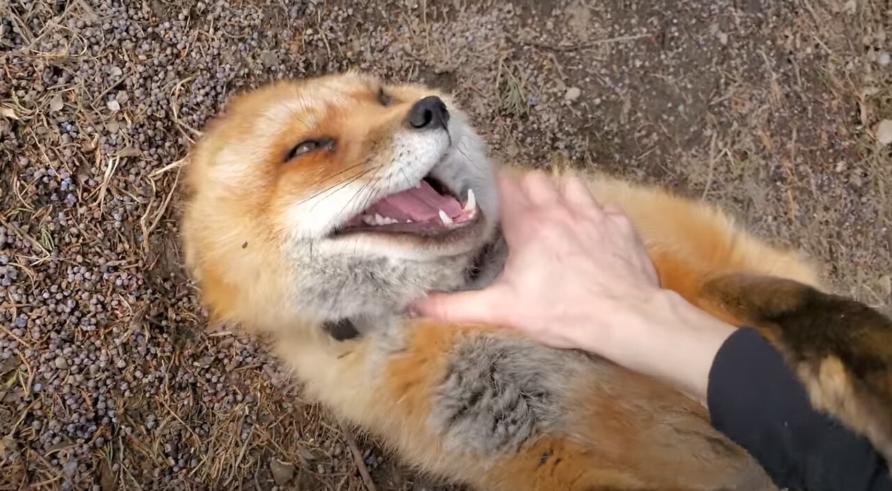 Hehehe's from Finnegan Fox