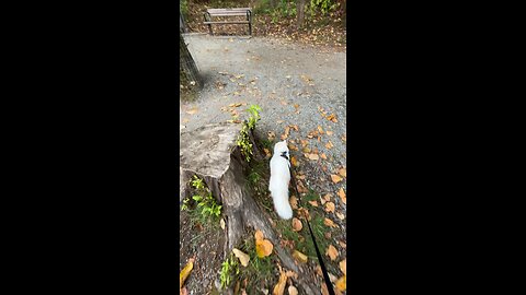 Adventure Cat Takes Off After a Bird