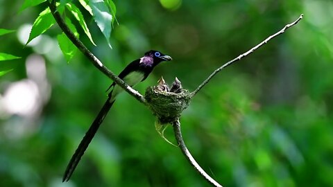 Black Paradise Flycatcher