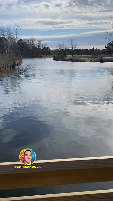 DO YOU SEE THE SWALLOW?