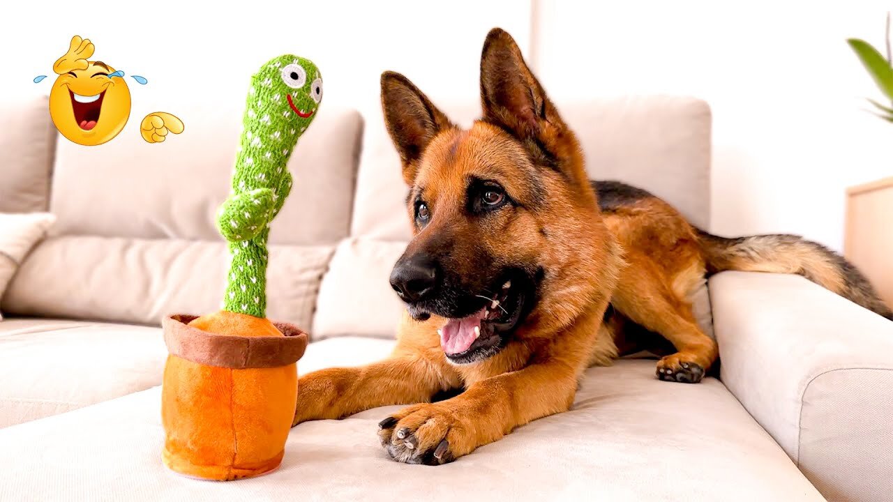 Funny animals video 🥰 funny cute animals, funny cats and dogs