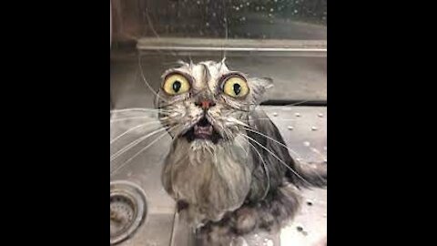 memes of fur baby's