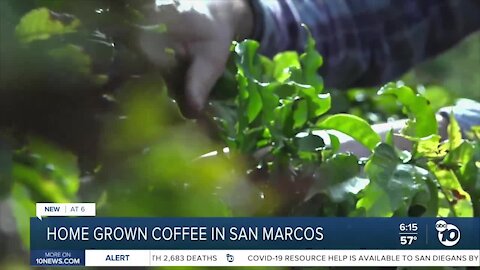 Home grown coffee in San Marcos