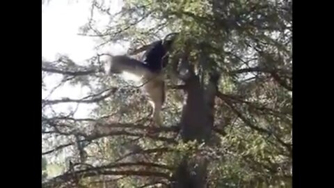 Just a Husky Climbing trees