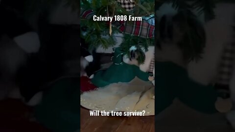 🐶+🐱+🎄=😩 Astrid and Potter are going to destroy our tree! #corgi #puppy #cat