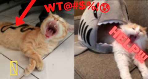 😅 craziest Pets In home 😂