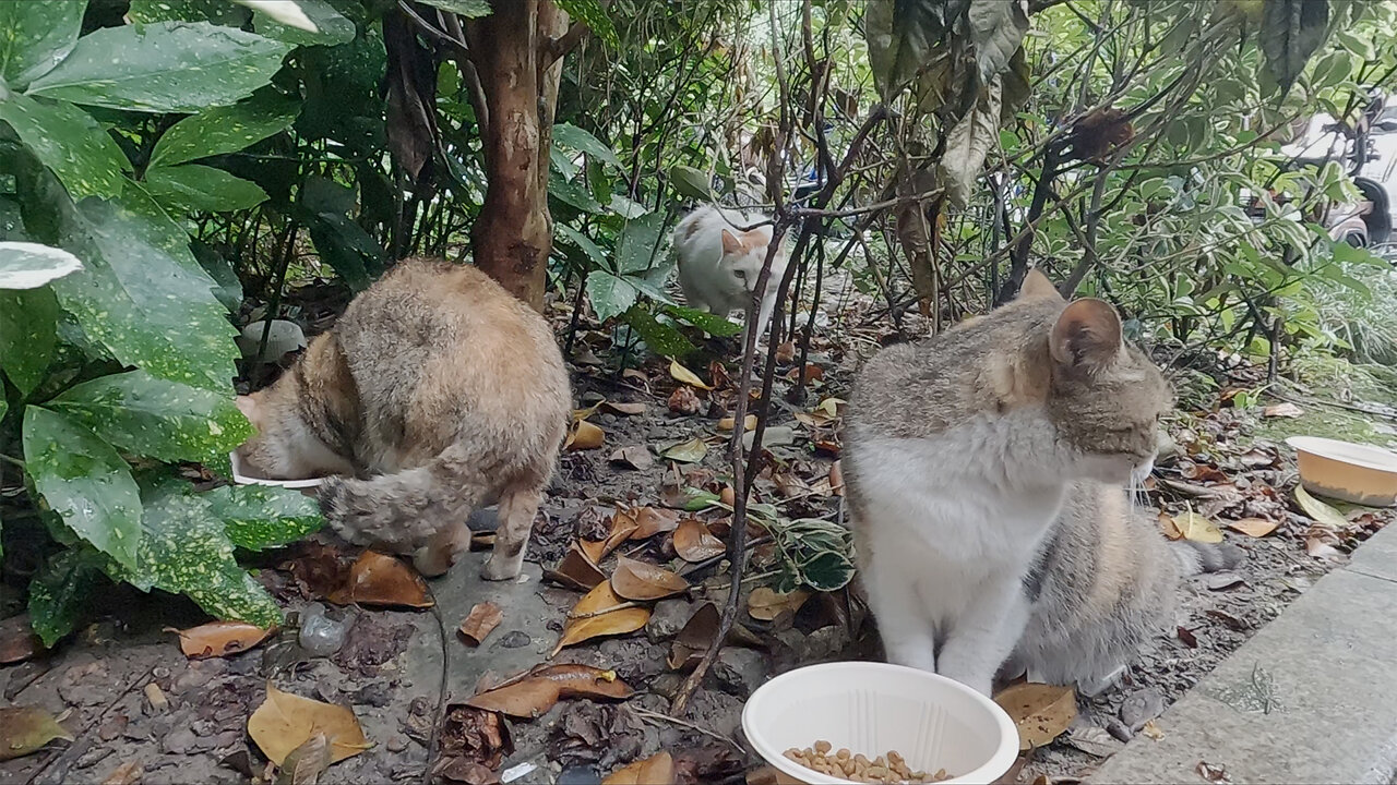 cat coming to grab food