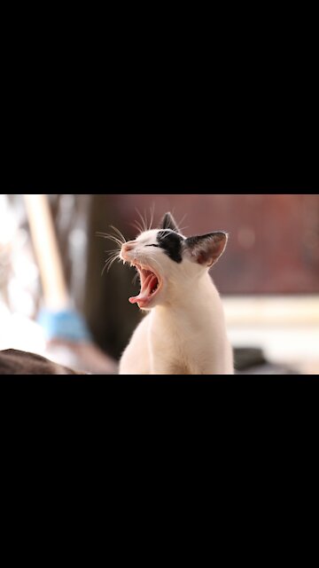 OMG they are so cute! Funny Cats and Dogs video compilation