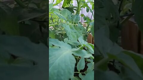 What you are missing by not growing your own garden