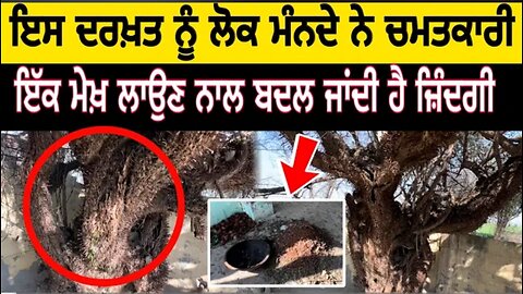 ਇਸ ਦਰਖ਼ਤ ਨੂੰ ਲੋਕ ਦੂਰੋਂ ਦੂਰੋਂ ਦੇਖਣ ਆਉਂਦੇ ਨੇ ਇੱਕ ਮੇਖ ਲਾਉਣ ਨਾਲ ਹੋ ਜਾਂਦੇ ਨੇ ਕਈ ਦੁੱਖ ਦੂਰ # #amazing