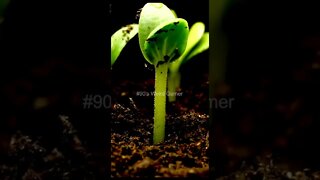 #90's Weird Gamer #travel #trending #shorts #seed #growingseed #seed #seedtoplant #today