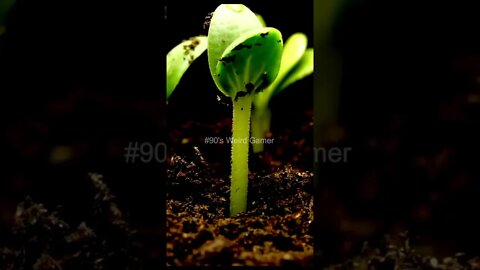 #90's Weird Gamer #travel #trending #shorts #seed #growingseed #seed #seedtoplant #today
