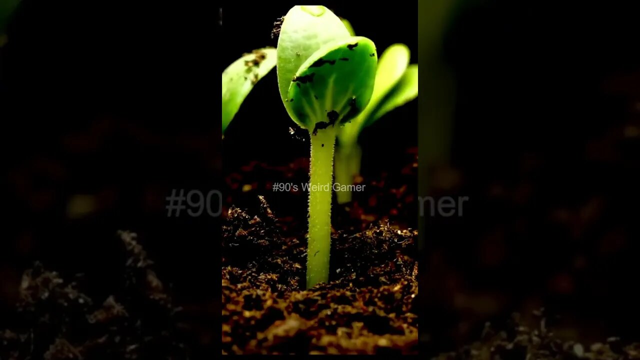 #90's Weird Gamer #travel #trending #shorts #seed #growingseed #seed #seedtoplant #today