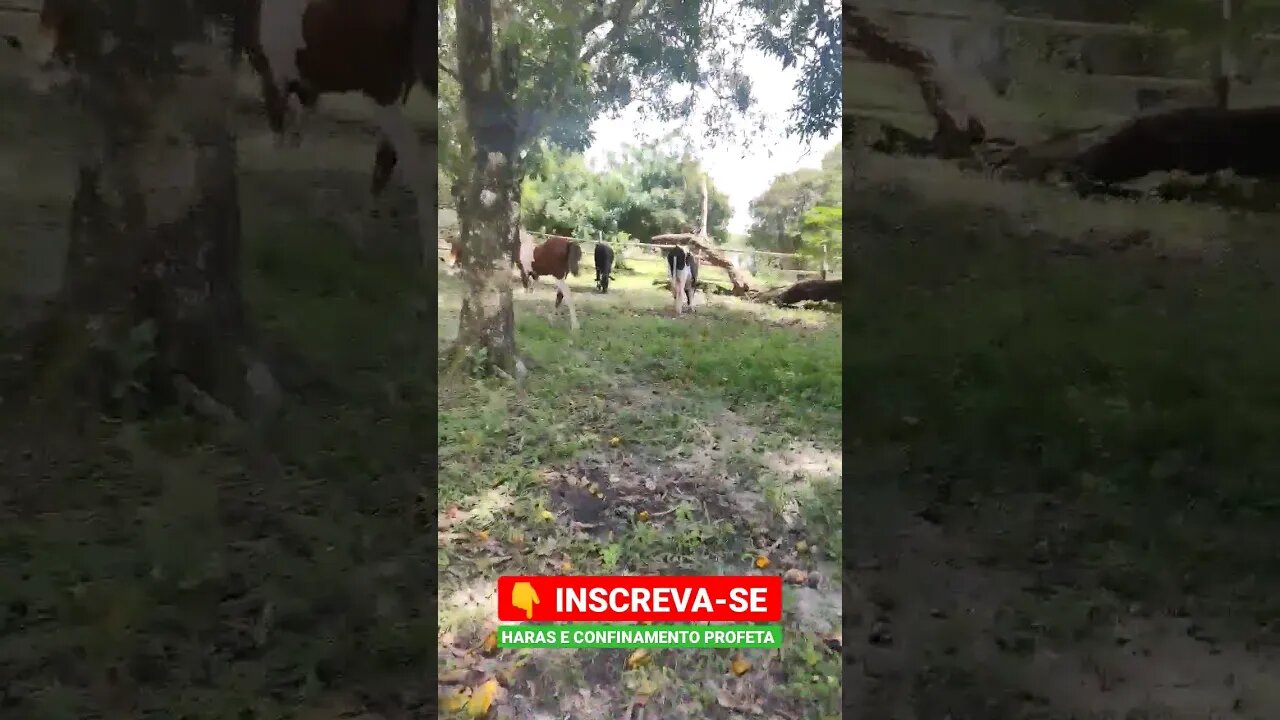 Dieta no pé de mangá 🤠🐄🐴#shorts #roça #animals #agro #bicho #haras #agropecuaria #confinamento