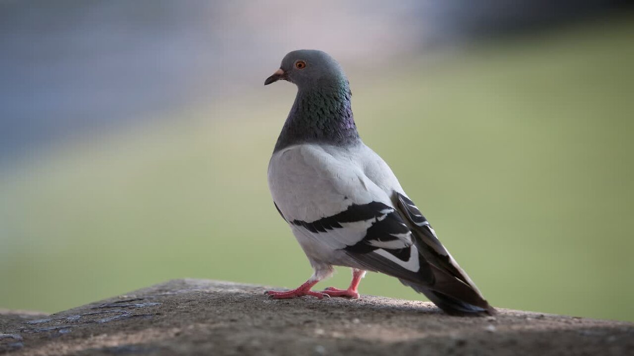 Pigeons are playing, eating and flying