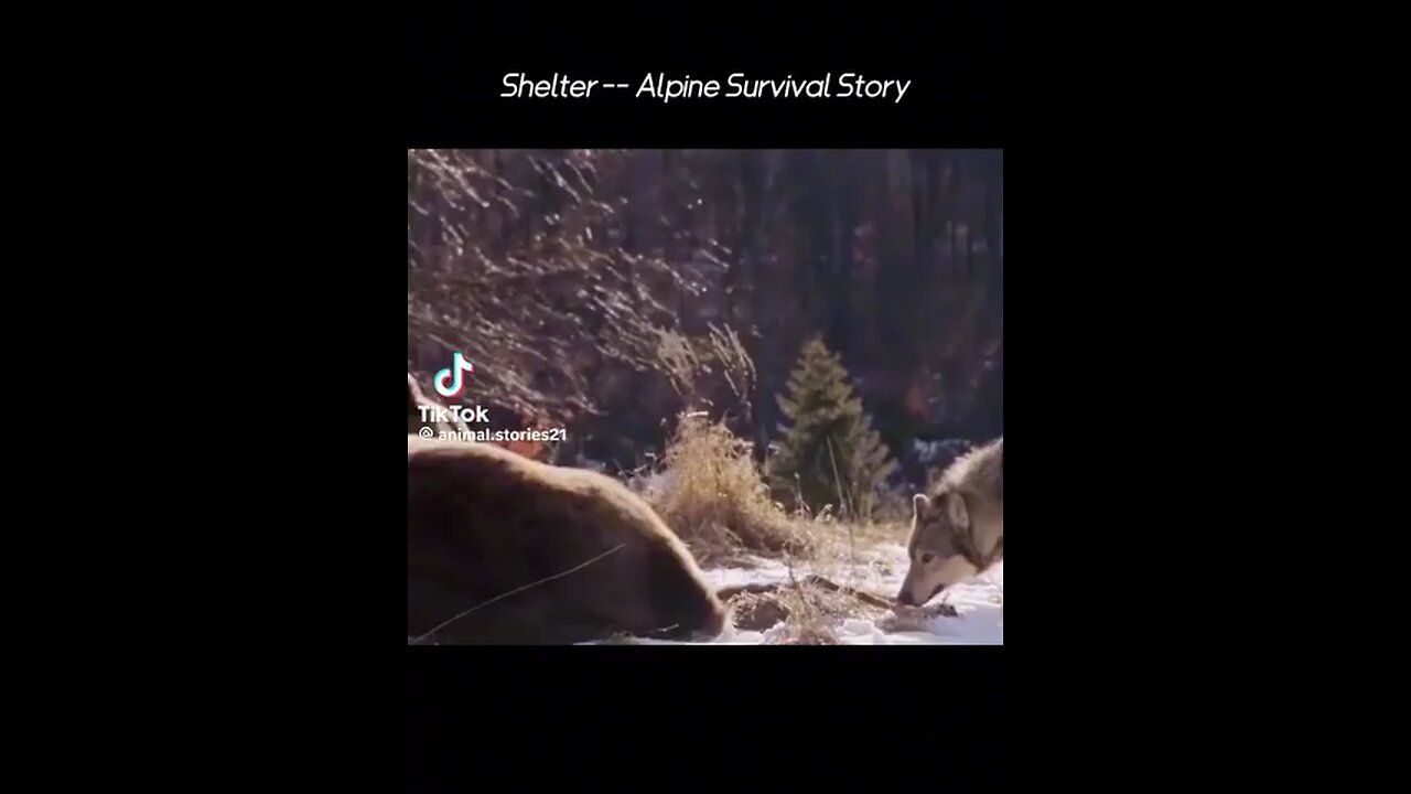 bear vs Wolf