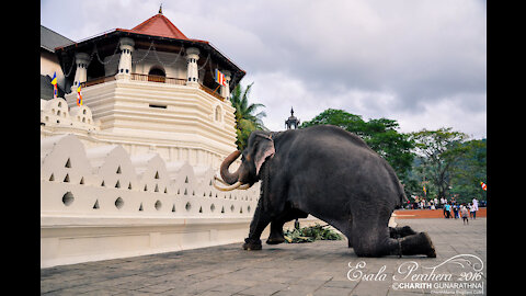 Sri Lanka Tusker Indi Raja Of Temple