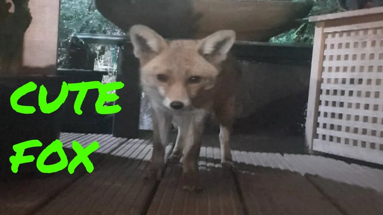 🦊Friendly urban #fox Ajax comes to feed at our back door - AGAIN ! #SHORTS