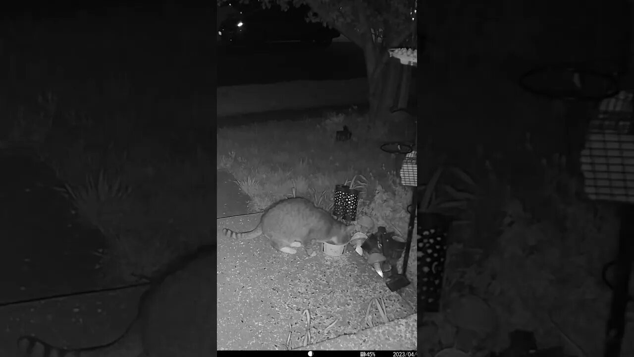 The Cat Drinks The Water With Birdseeds In It #Shorts 😺