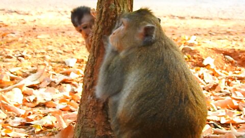 Funny animals Mommy 1,2,3 bugaboo#16#love animals,