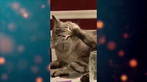 Funny cats compilation