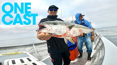 Yellowtail landed in 22 seconds | WARBAITS | ONE CAST SERIES
