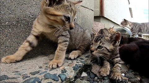 Kittens of stray cats large family cute