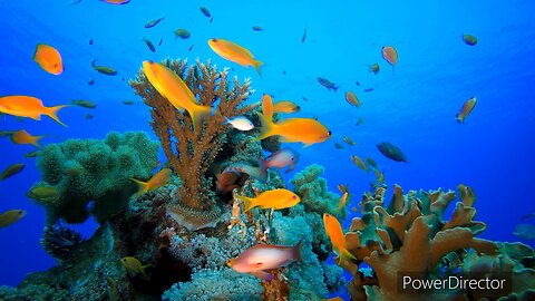 ’Meth-addicted Fish: The Aquatic Crisis We Never Knew We Needed