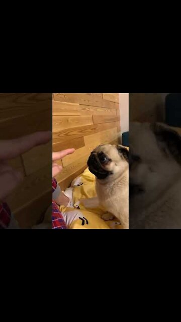 Ultimate Baby Dogs - Cute and Funny Dog Videos 😂