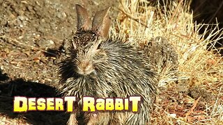 Desert Rabbit Happy And Clean, Ready For The New Day