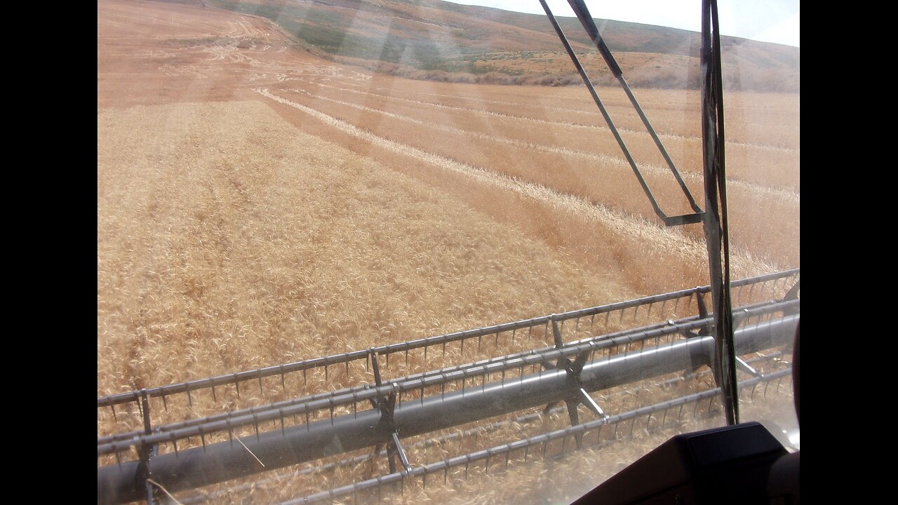 Harvest In America Harvesting Wheat 2024