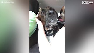 Ce chien a une drôle de façon de réagir aux caresses