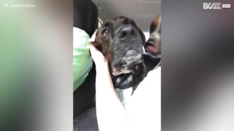 Ce chien a une drôle de façon de réagir aux caresses