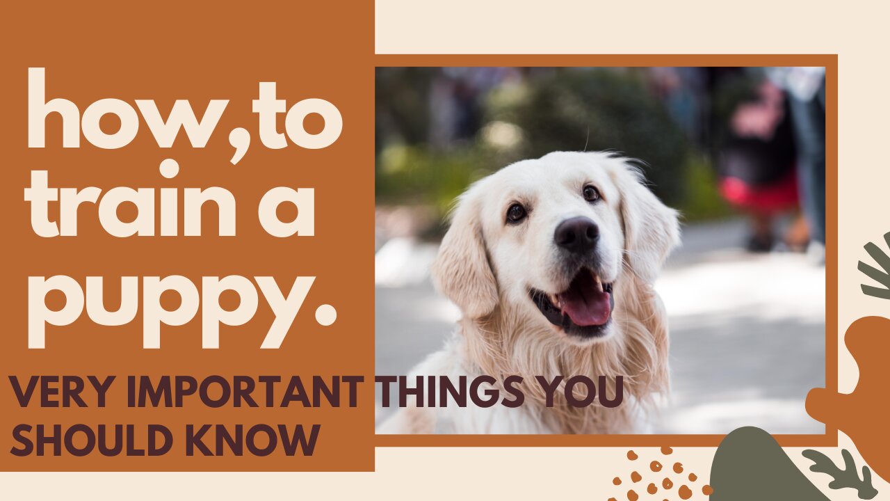 HOW TO TRAIN YOU PUPPY DOG, THINGS YOU MUST KNOW