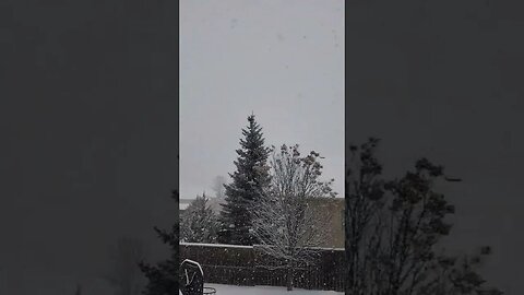It's Beginning To Look A Lot Like Christmas, the birds don't mind #shorts #snow #birds #birdsounds
