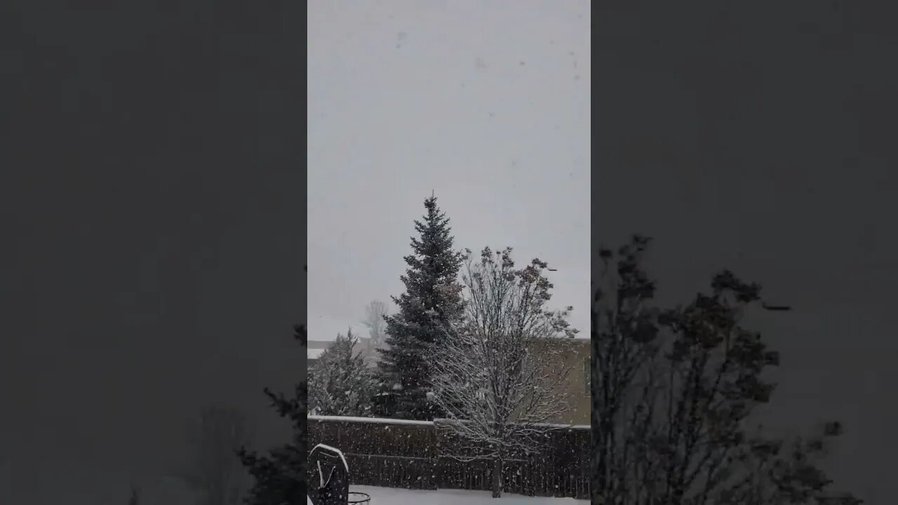 It's Beginning To Look A Lot Like Christmas, the birds don't mind #shorts #snow #birds #birdsounds