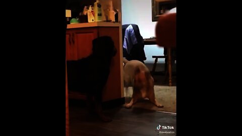 Dog Totally Excited