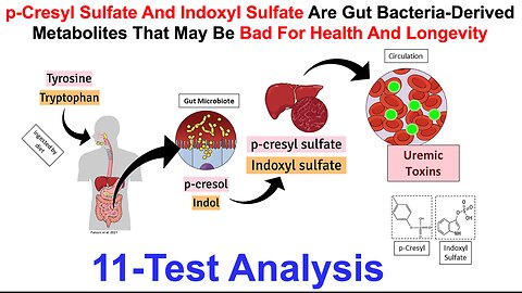 p-Cresyl And Indoxyl Sulfates Are Gut Bacteria-Derived Metabolites That May Be Bad For Longevity