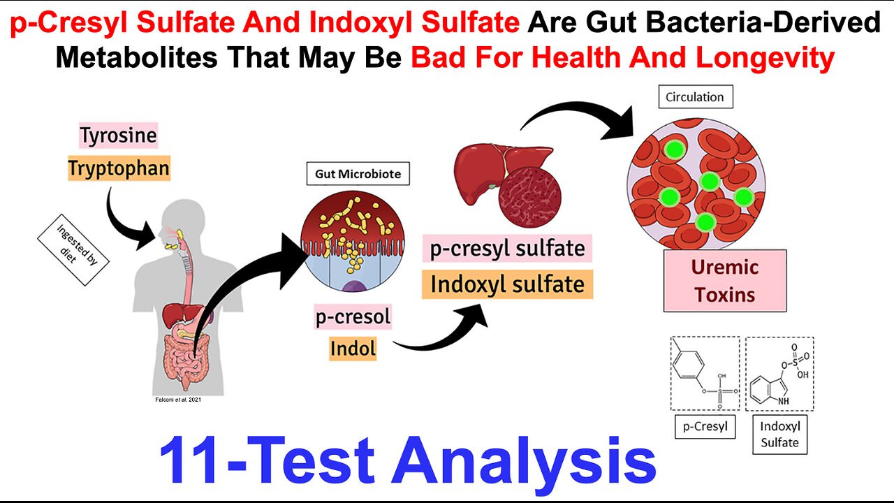 p-Cresyl And Indoxyl Sulfates Are Gut Bacteria-Derived Metabolites That May Be Bad For Longevity